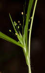 Openflower rosette grass